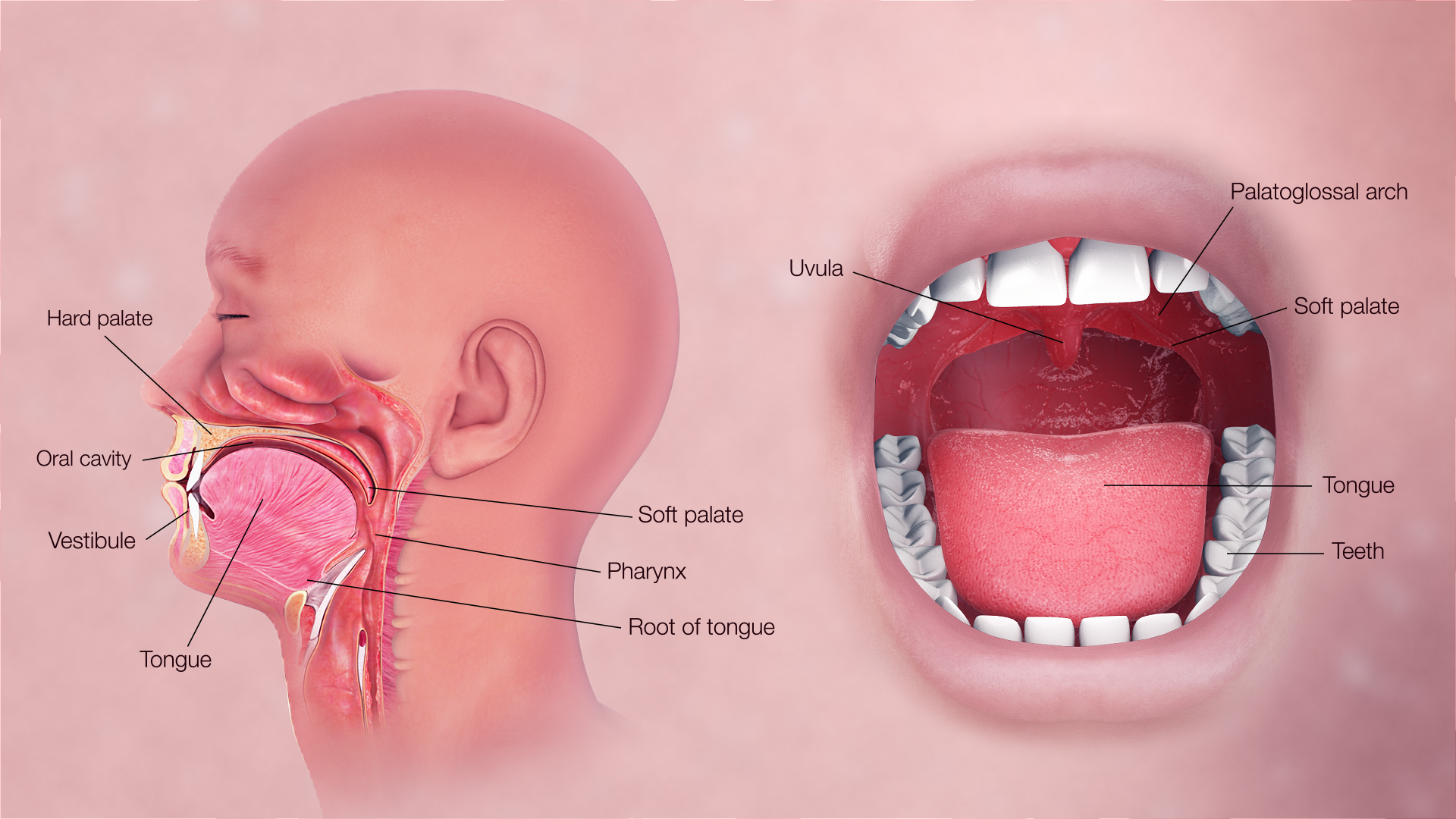 Respiratory system and airways