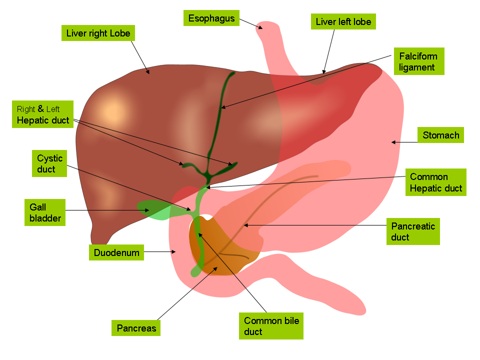 Liver and gallbladder anatomy