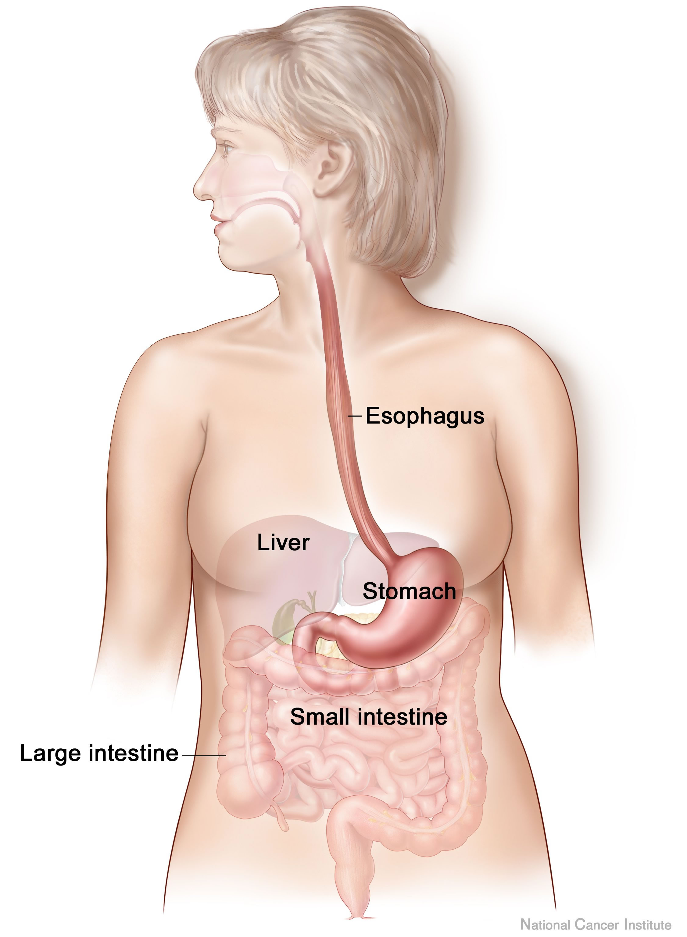 Human digestive system
