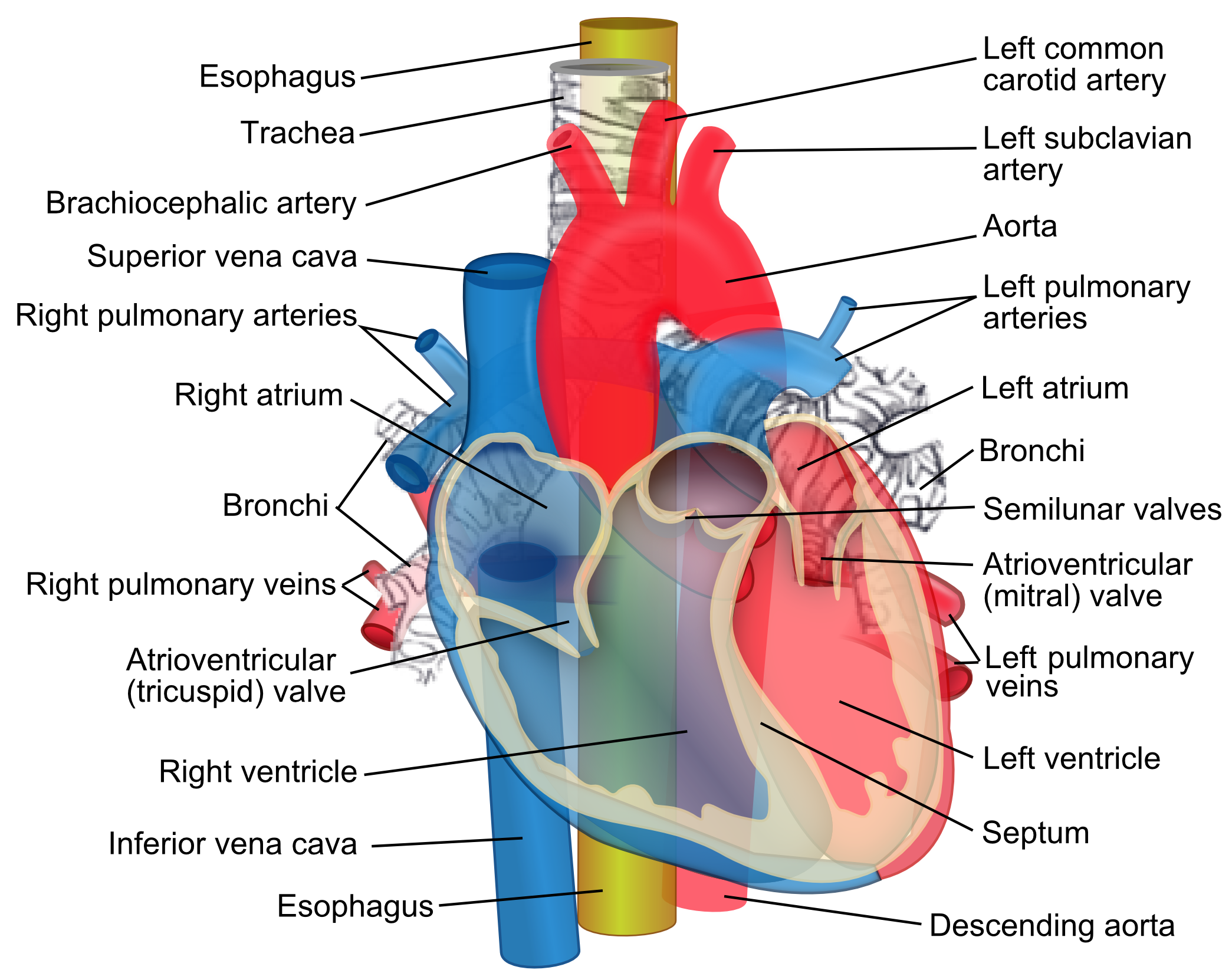 Heart and blood vessels
