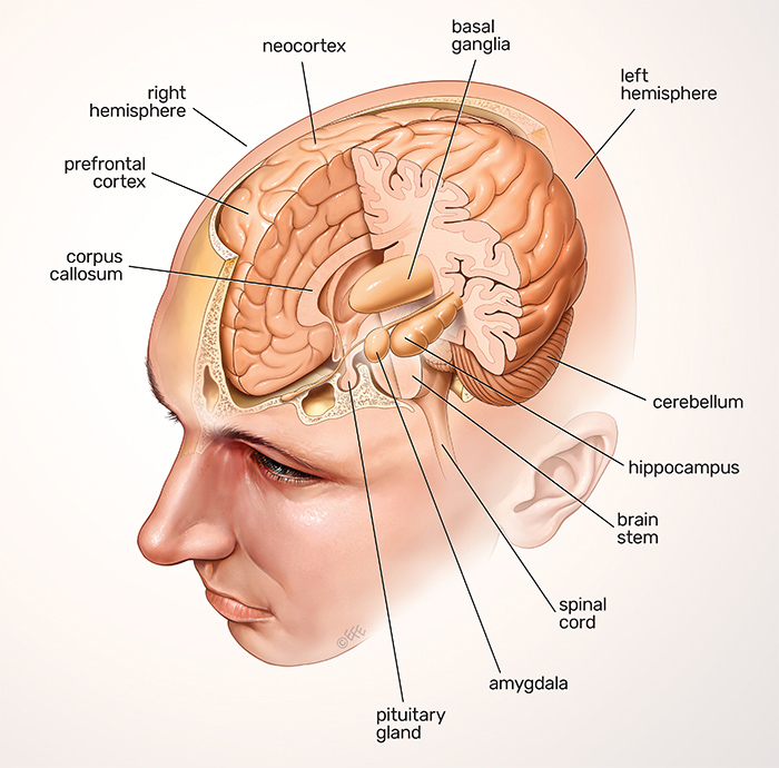 Brain and nervous system