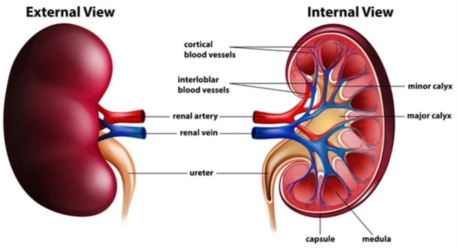 Kidney anatomy
