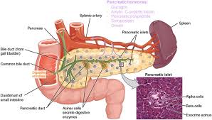 Pancreas with insulin and glucagon